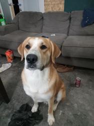 Lost Male Dog last seen 36th meridian , Oklahoma City, OK 73112