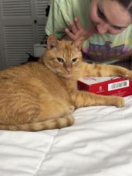 Lost Male Cat last seen Hibbs Bridge and Snickerville Turnpike , Middleburg, VA 20117