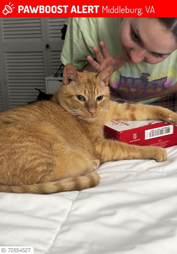 Lost Male Cat last seen Hibbs Bridge and Snickerville Turnpike , Middleburg, VA 20117