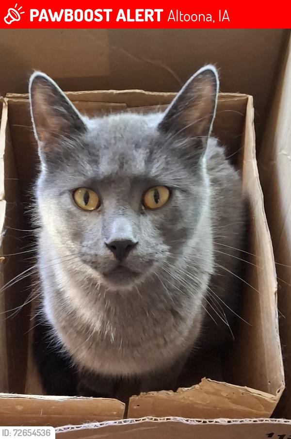 Lost Male Cat last seen Country Living ests , Altoona, IA 50009