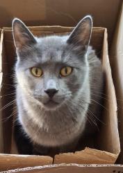 Lost Male Cat last seen Country Living ests , Altoona, IA 50009
