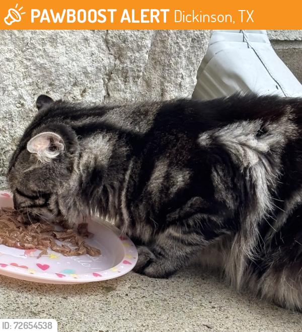 Found/Stray Unknown Cat last seen Turner Fields Lane & Overton, Dickinson, TX 77539