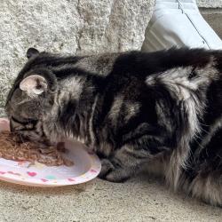 Found/Stray Unknown Cat last seen Turner Fields Lane & Overton, Dickinson, TX 77539