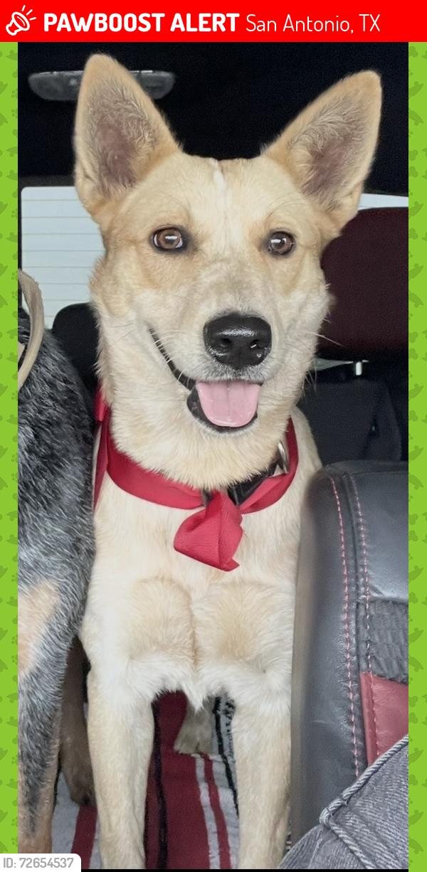 Lost Female Dog last seen Coahuila way San Antonio Texas , San Antonio, TX 78253