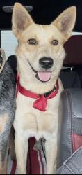 Lost Female Dog last seen Coahuila way San Antonio Texas , San Antonio, TX 78253