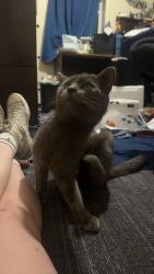 Found/Stray Male Cat last seen In front of Target on Mall Loop Road, High Point, NC 27265