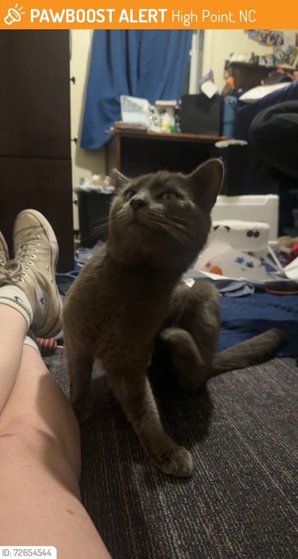 Found/Stray Male Cat last seen In front of Target on Mall Loop Road, High Point, NC 27265