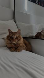 Lost Male Cat last seen 50th , Seattle, WA 98105