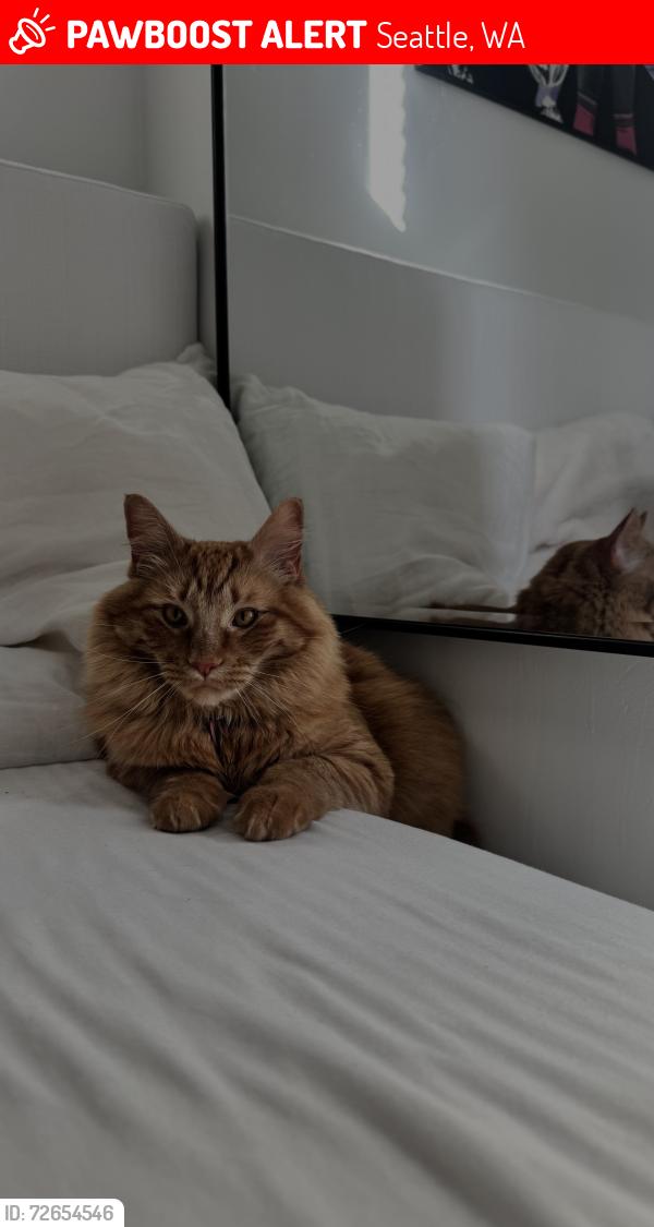 Lost Male Cat last seen 50th , Seattle, WA 98105
