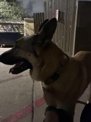 Found/Stray Male Dog last seen The Park on Eldridge, Houston, TX 77082