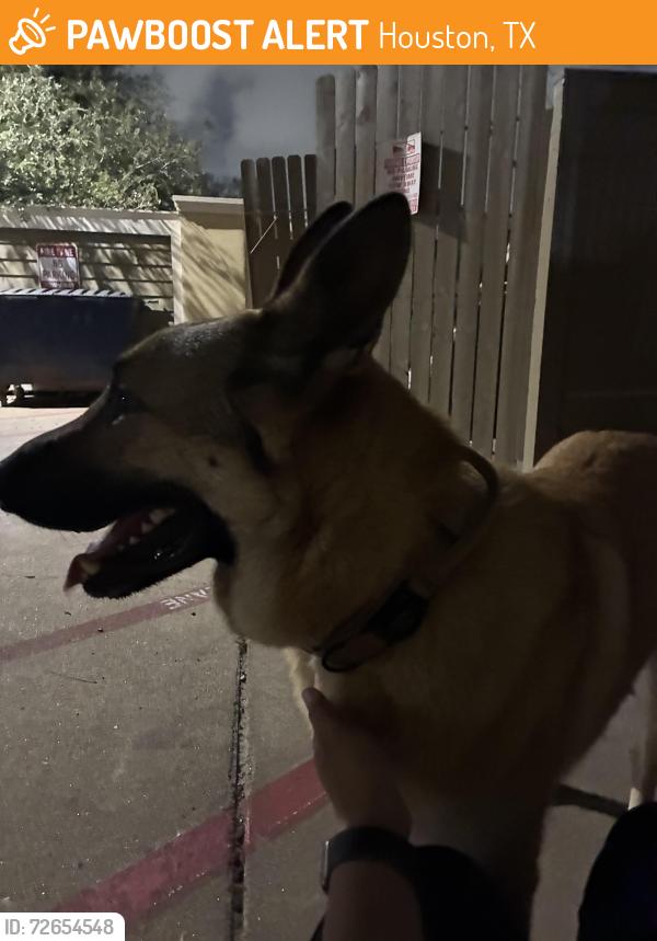 Found/Stray Male Dog last seen The Park on Eldridge, Houston, TX 77082