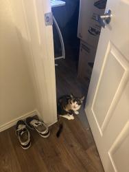 Lost Female Cat last seen 99th ave and Rose Garden , Peoria, AZ 85382