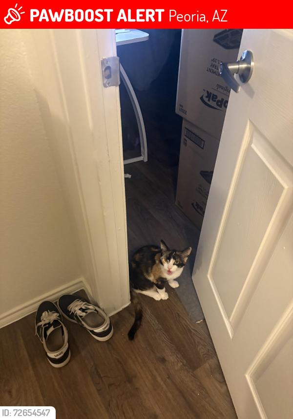 Lost Female Cat last seen 99th ave and Rose Garden , Peoria, AZ 85382