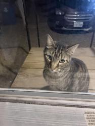 Found/Stray Unknown Cat last seen Kretz rd Los fresnos, Cameron County, TX 78586
