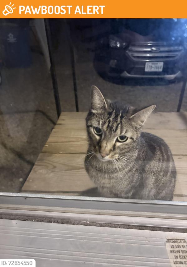 Found/Stray Unknown Cat last seen Kretz rd Los fresnos, Cameron County, TX 78586