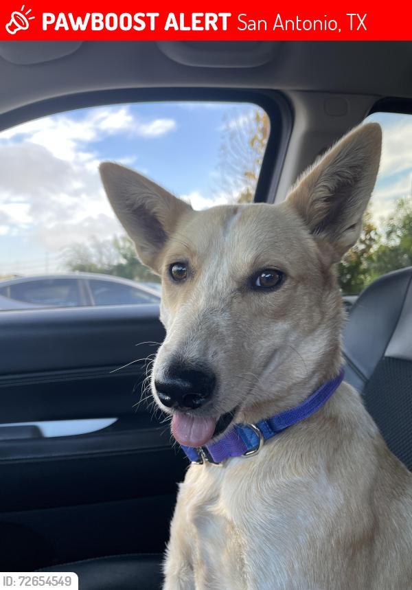 Lost Female Dog last seen Coahuila way, San Antonio, TX 78253
