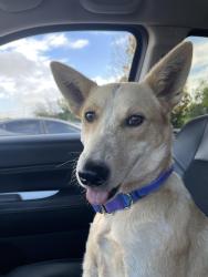 Lost Female Dog last seen Coahuila way, San Antonio, TX 78253
