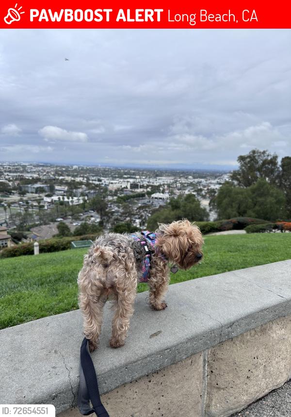 Lost Female Dog last seen South St & Atlantic Blvd , Long Beach, CA 90805