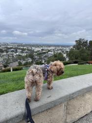 Lost Female Dog last seen South St & Atlantic Blvd , Long Beach, CA 90805