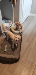 Lost Male Dog last seen Meade St and 53rd, Denver, CO 80221