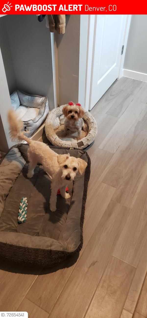 Lost Male Dog last seen Meade St and 53rd, Denver, CO 80221