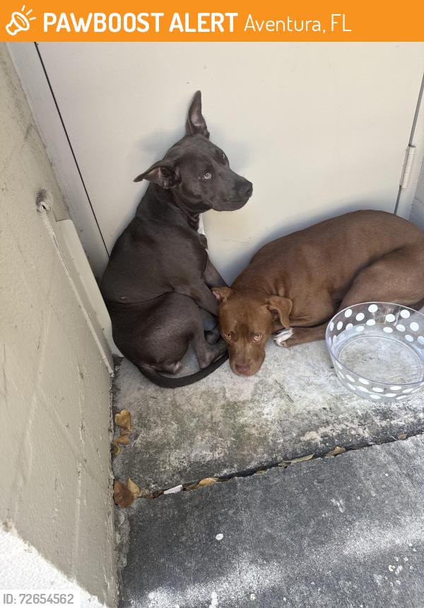 Found/Stray Female Dog last seen promenade plaza in Biscayne blvd, Aventura, FL 33180
