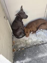 Found/Stray Female Dog last seen promenade plaza in Biscayne blvd, Aventura, FL 33180