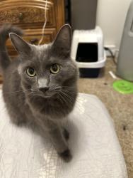 Lost Male Cat last seen Division, Portland, OR 97236