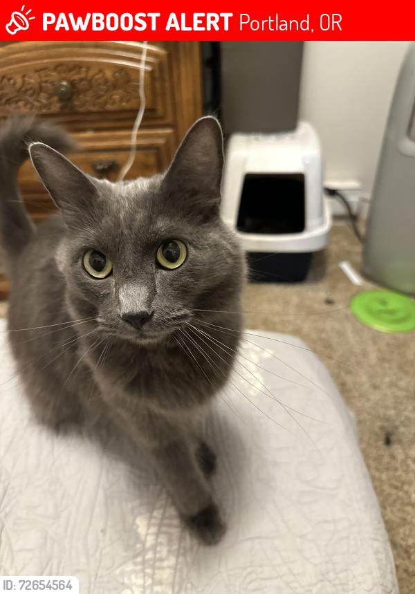 Lost Male Cat last seen Division, Portland, OR 97236