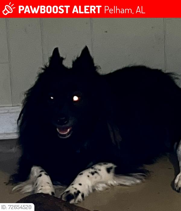 Lost Female Dog last seen Indian Springs School, Southern Heritage Funeral Home, Valley Station Road, Pelham, AL 35124