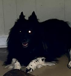 Lost Female Dog last seen Indian Springs School, Southern Heritage Funeral Home, Valley Station Road, Pelham, AL 35124