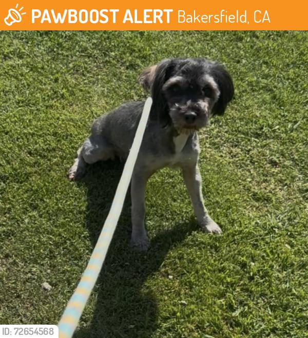 Found/Stray Female Dog last seen Barbara and Akers , Bakersfield, CA 93309