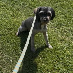 Found/Stray Female Dog last seen Barbara and Akers , Bakersfield, CA 93309