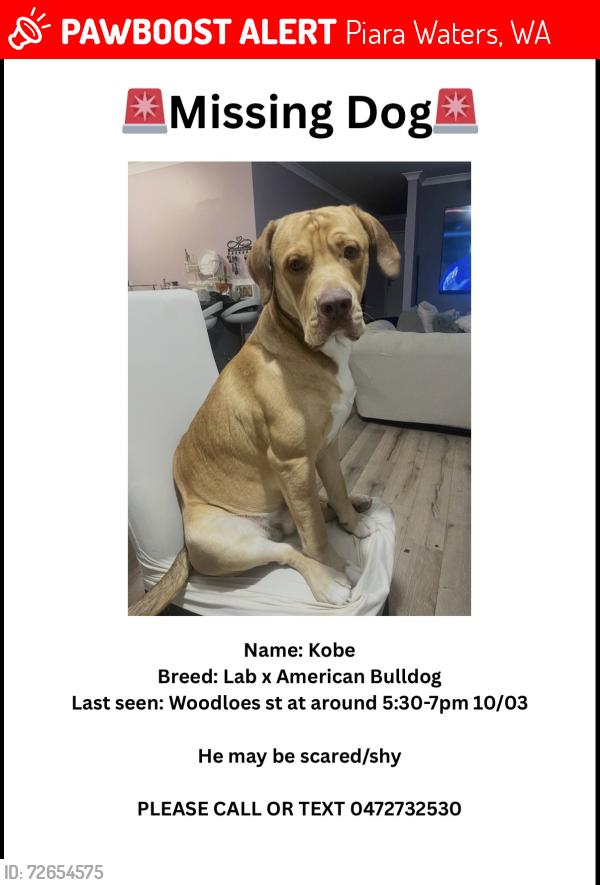 Lost Male Dog last seen Woodloes st piara waters, Piara Waters, WA 6112