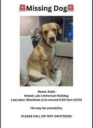 Lost Male Dog last seen Woodloes st piara waters, Piara Waters, WA 6112