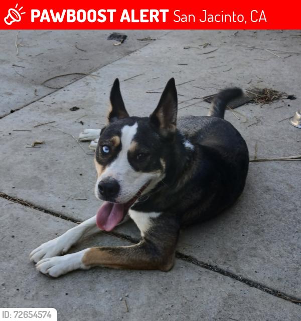 Lost Male Dog last seen Quandt ranch rd , San Jacinto, CA 92583
