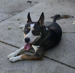 Lost Male Dog last seen Quandt ranch rd , San Jacinto, CA 92583