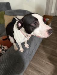 Lost Male Dog last seen Near fairmount st, Dallas, TX 75219