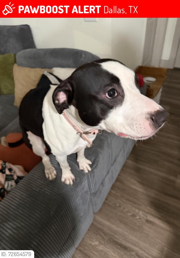 Lost Male Dog last seen Near fairmount st, Dallas, TX 75219