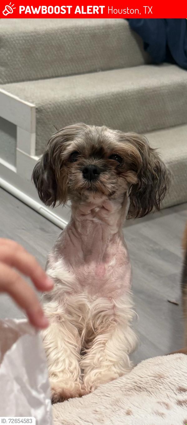 Lost Female Dog last seen Near Pasadena st , Houston, TX 77023
