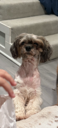 Lost Female Dog last seen Near Pasadena st , Houston, TX 77023