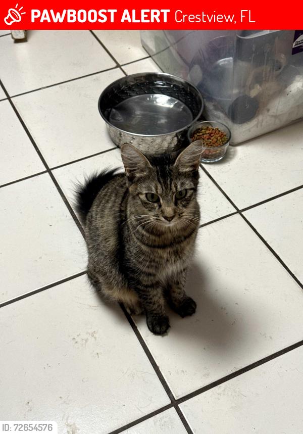 Lost Female Cat last seen Airport rd, Crestview, FL 32539