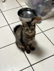 Lost Female Cat last seen Airport rd, Crestview, FL 32539
