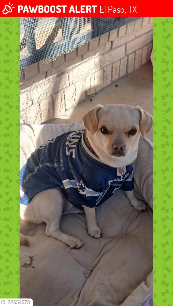 Lost Female Dog last seen Prince Edward Avenue , El Paso, TX 79924