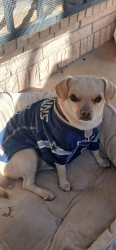 Lost Female Dog last seen Prince Edward Avenue , El Paso, TX 79924