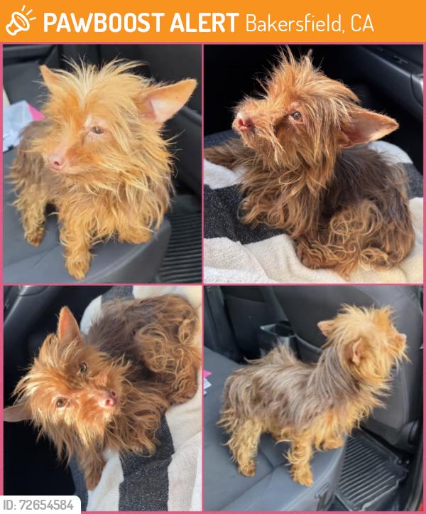 Found/Stray Female Dog last seen Ashe Rd, Bakersfield, CA 93313