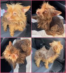 Found/Stray Female Dog last seen Ashe Rd, Bakersfield, CA 93313