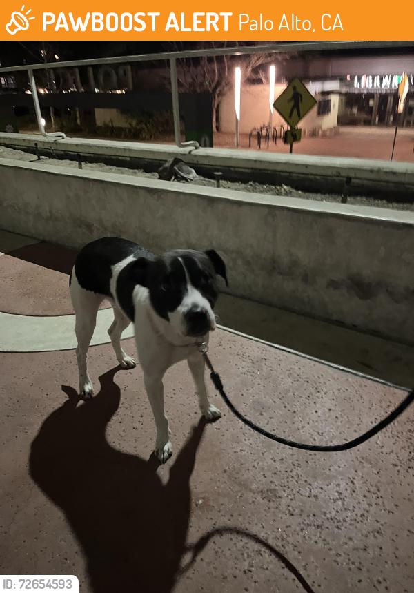 Found/Stray Female Dog last seen Police station , Palo Alto, CA 94301