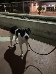 Found/Stray Female Dog last seen Police station , Palo Alto, CA 94301