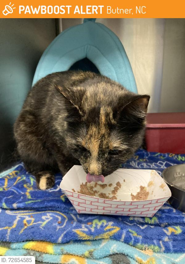 Found/Stray Female Cat last seen 12th St and W C St, Butner, NC 27509